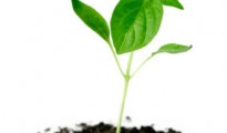 Profine enters Indian market with new plant