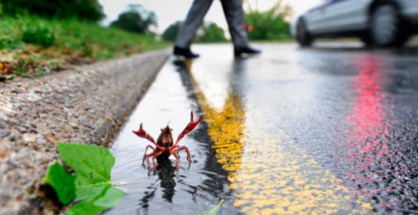 Shrimp and crab shell fibres in bio-based auto parts. Seriously.