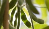Grant will help scientists uncover hidden soybean genes