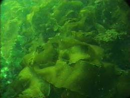 Researchers at UC Davis make bioplastics from Algae and sunlight Researchers at UC Davis make bioplastics from Algae and sunlight