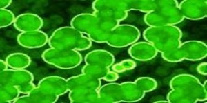 Biodegradable Plastic Technology Moves Forward