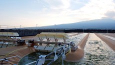 Algae-Based Biofuel Goes Commercial-Scale