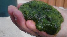 Bioplastic's Algae Content Raised to 51% for Injection Molding