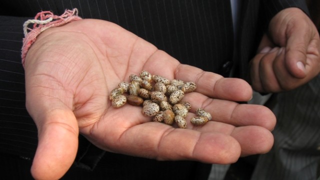 U.S. Department of Agriculture lists DSM EcoPaXX polyamide 410 grades in “BioPreferred” Catalog of biobased products