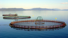 Heavy parts for lively fish