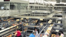 Leading apple packer invests in ulma packaging's tray-less solution