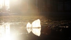 Plastic Madness – Will the World Ban the Plastic Bag?