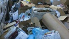 Plastic-eating bugs may tackle waste crisis