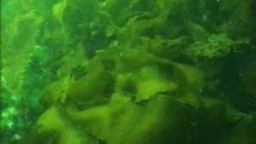 Researchers at UC Davis make bioplastics from Algae and sunlight
