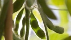 Grant will help scientists uncover hidden soybean genes