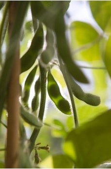Grant will help scientists uncover hidden soybean genes