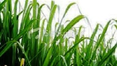 Technology that converts discarded sugar plant leaves into bioplastics