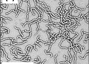 Polymer Centre Research Highlight