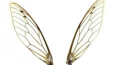 Bug wings inspire low-cost, biodegradable material