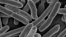 Plastics Color Corp. Expands Antimicrobial Line