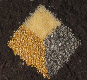 Novamont bioplastics help increase sustainability of in-flight meals